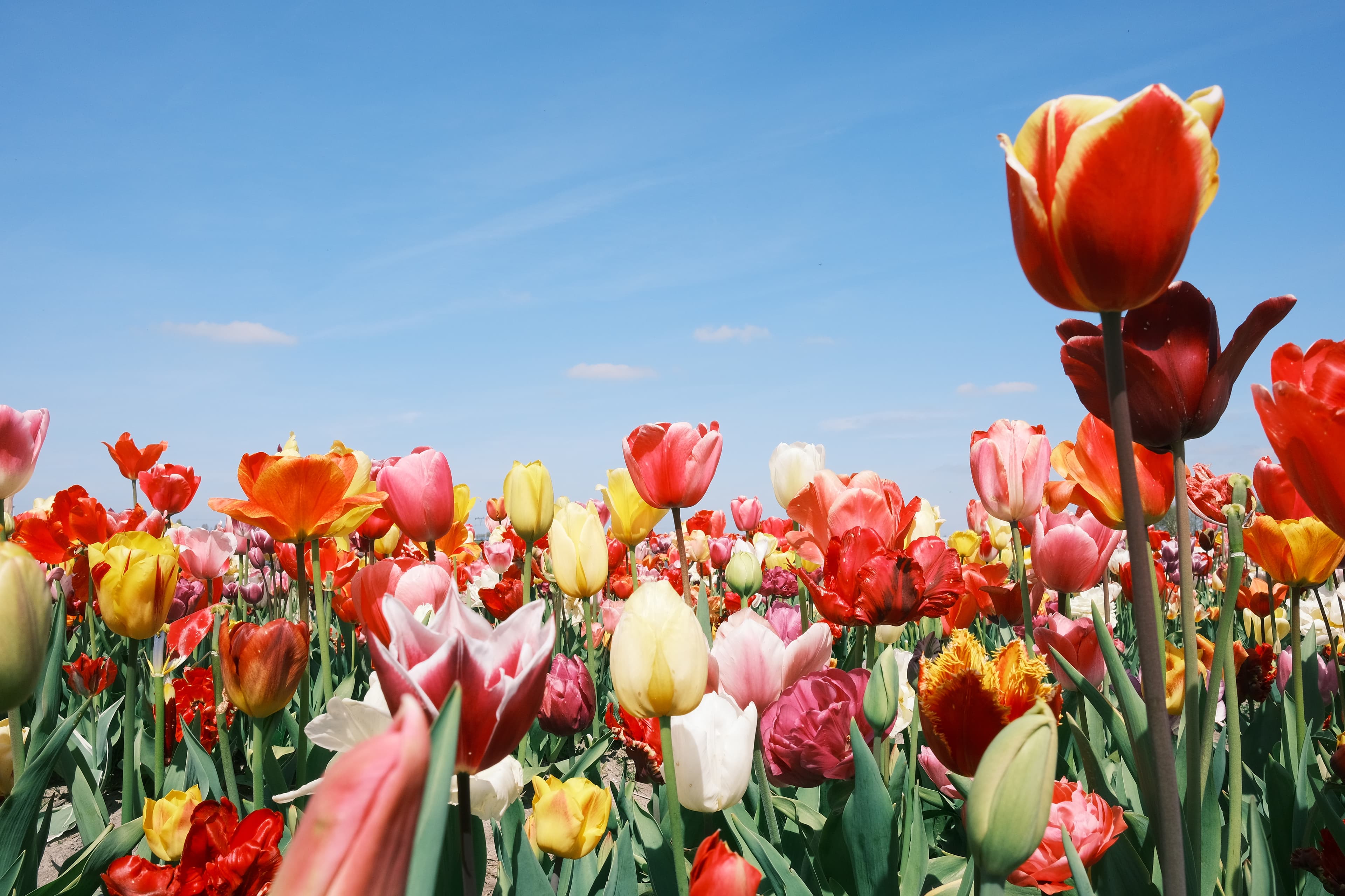 Amsterdam, Netherlands photo 1