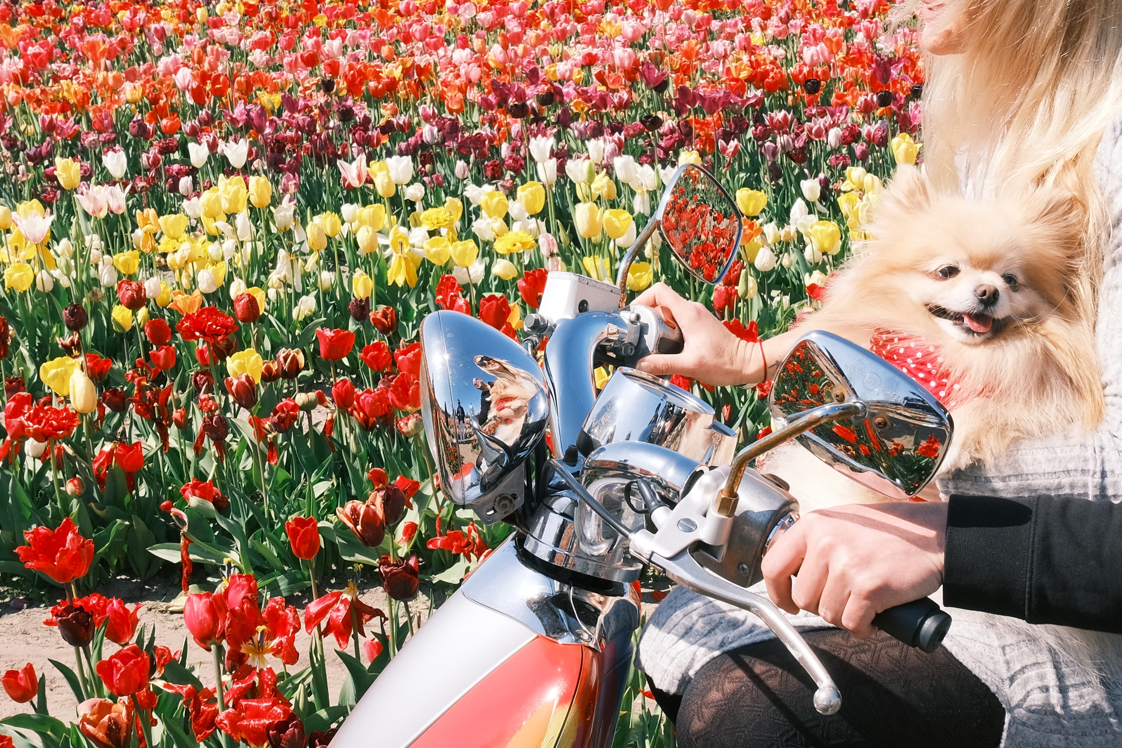 Amsterdam, Netherlands photo 2