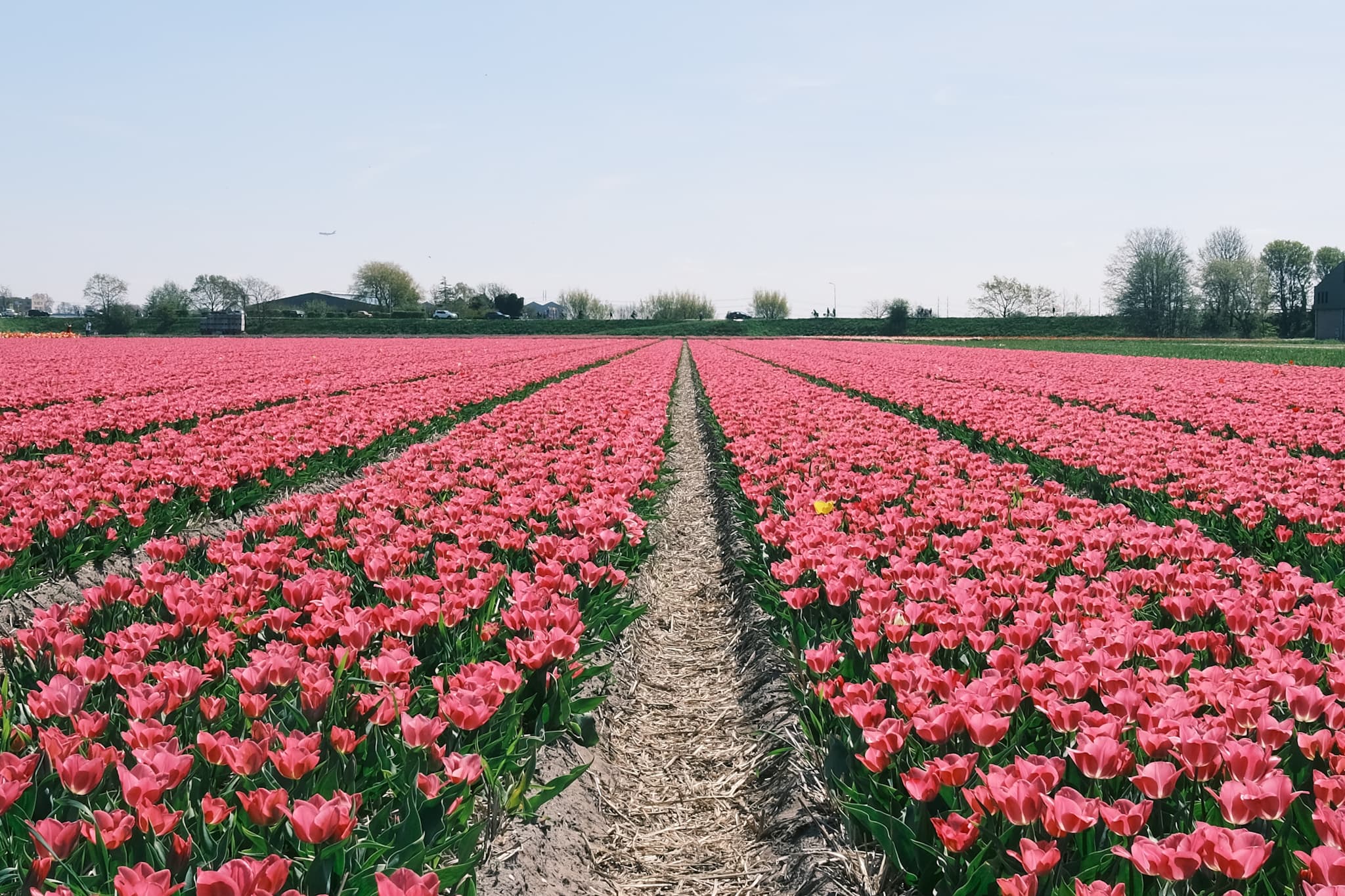 Amsterdam, Netherlands photo 5